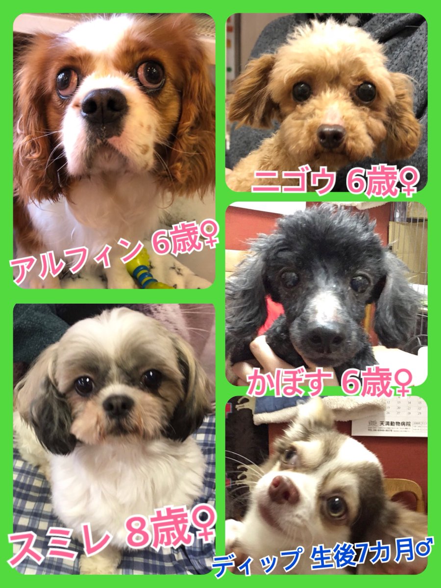 🐾今日の里親様募集中ワンコ🐶メンバーです🐾2019,3,20